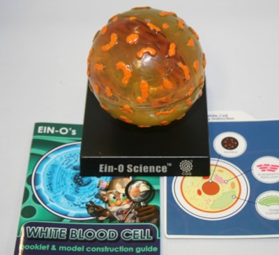 Ein-O science biosigns : White blood cell thumbnail